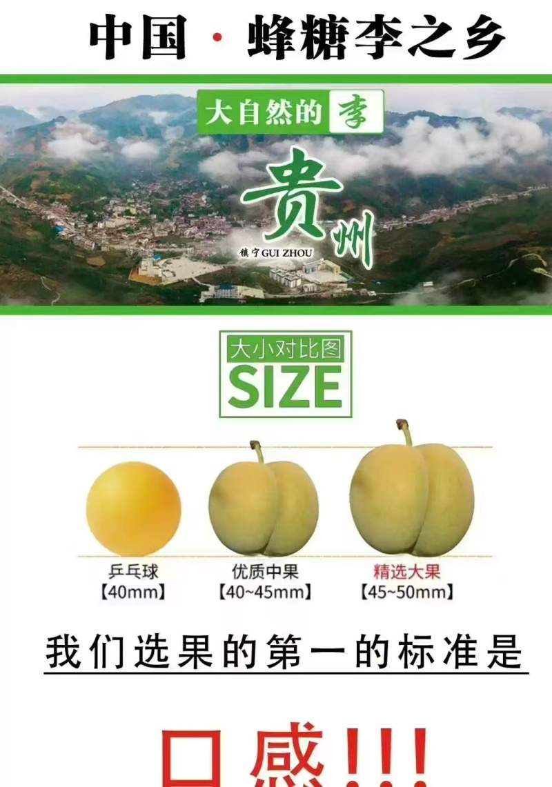 贵州蜂糖李，产地直发，价格美丽，欢迎老板前来看