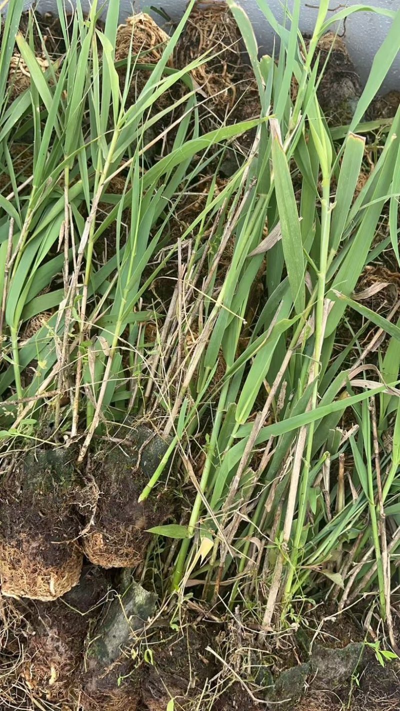 芦竹苗花叶芦竹苗，广东基地发货源充足，量大从优