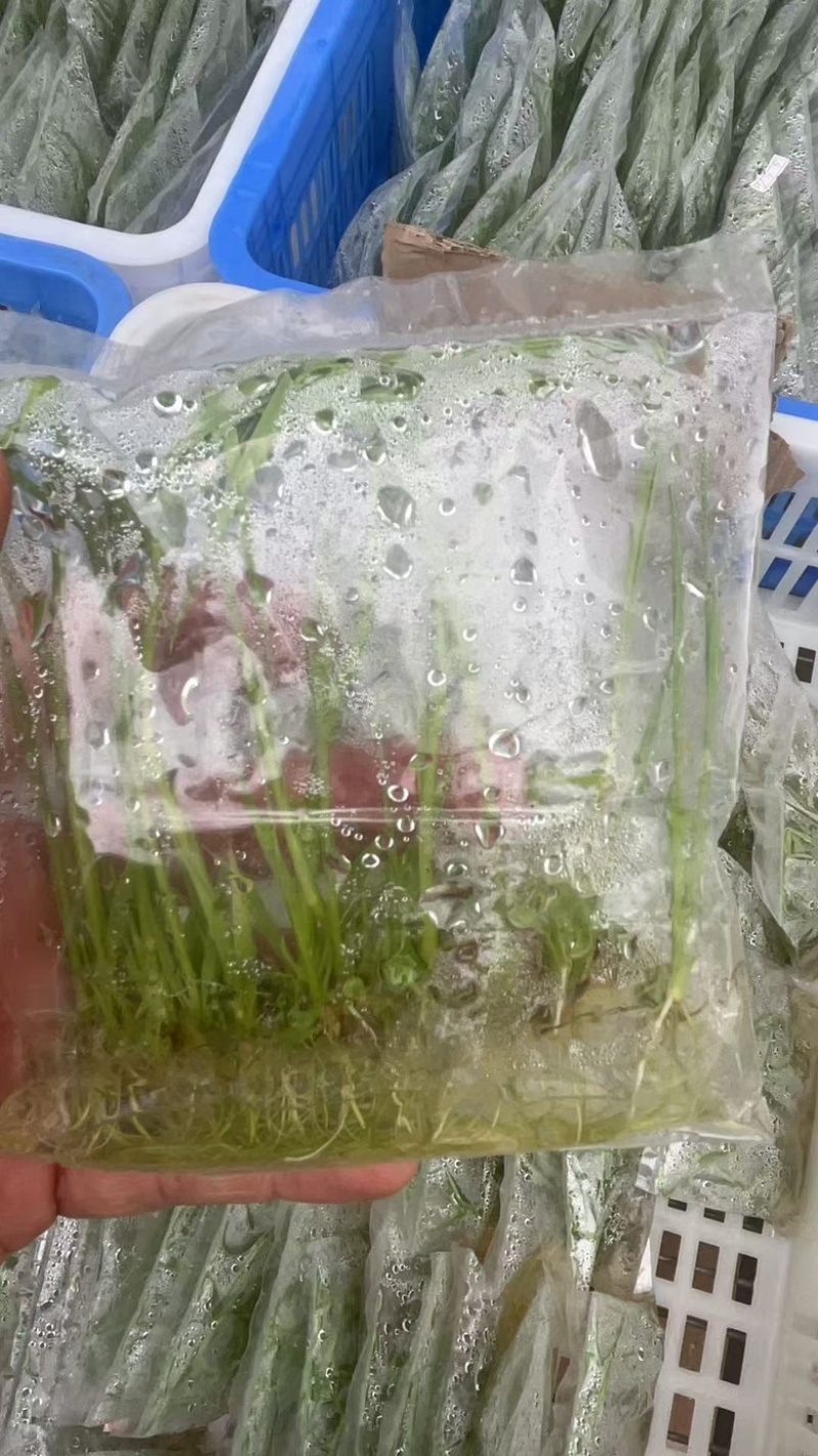 芦竹苗花叶芦竹苗，广东基地发货源充足，量大从优