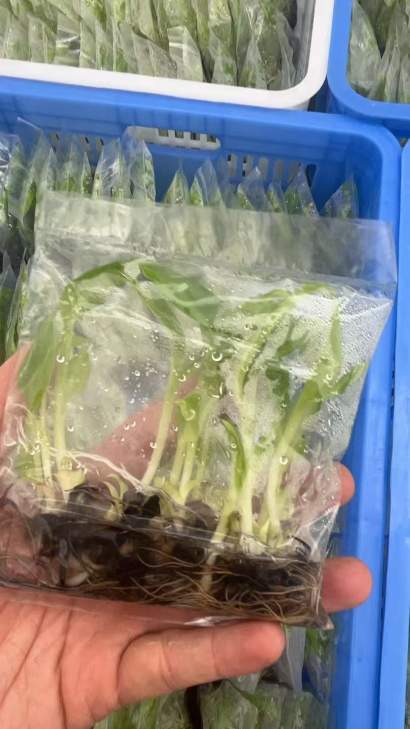 香蕉组培苗大量供应广东湛江基地直发，一手货源，可实地验货