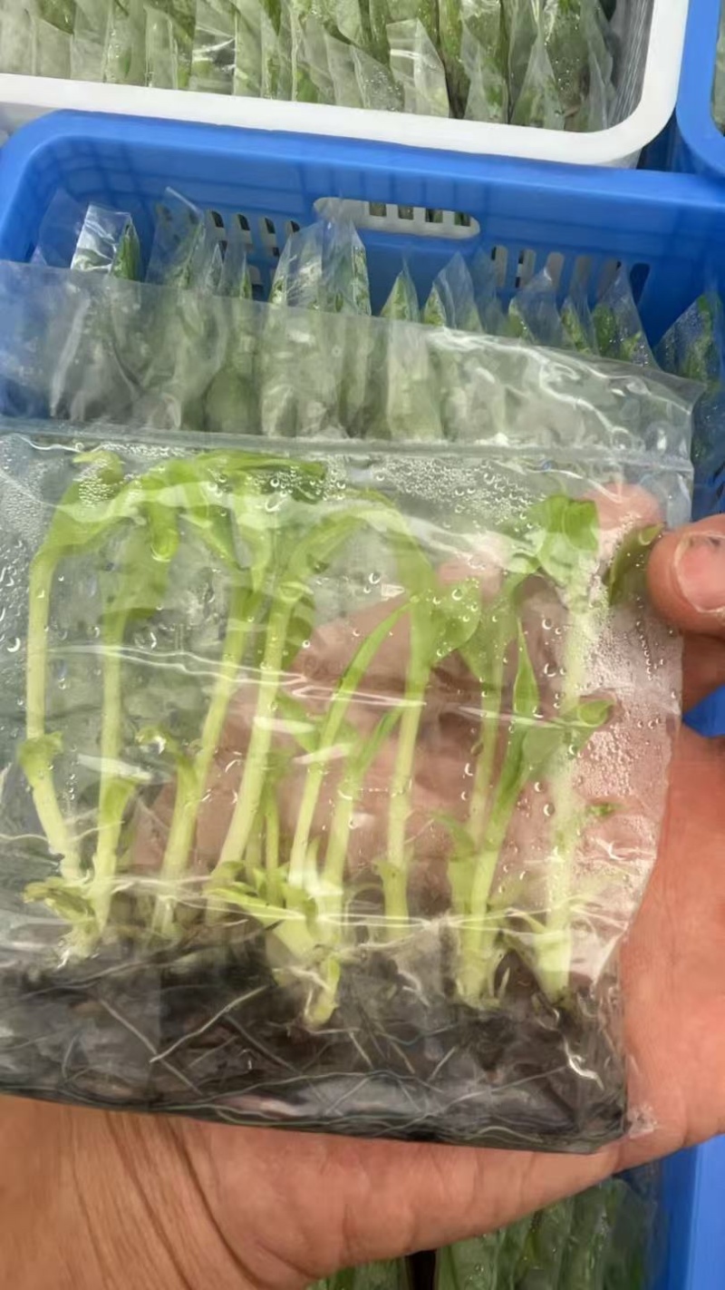 香蕉组培苗大量供应广东湛江基地直发，一手货源，可实地验货