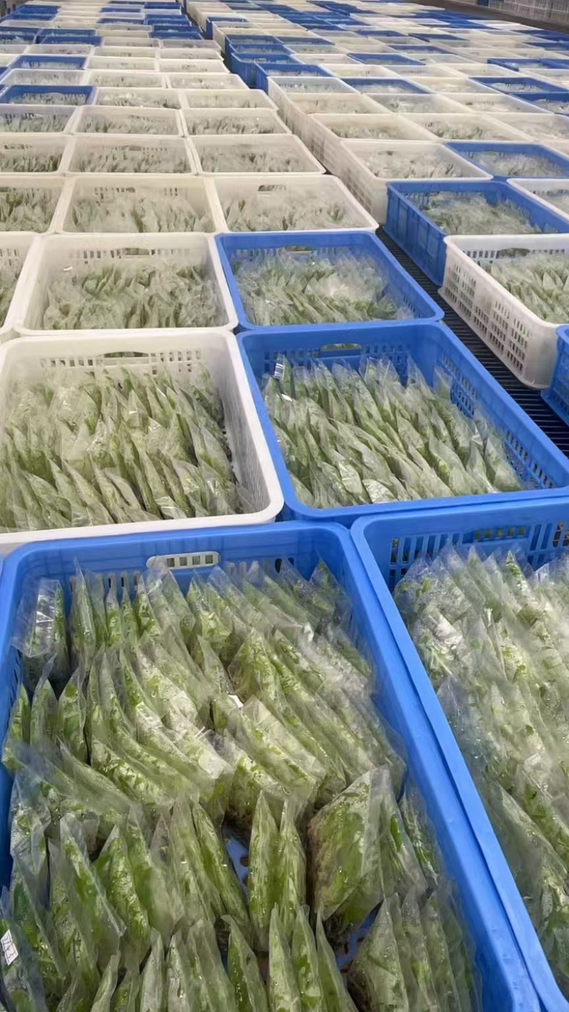 香蕉组培苗大量供应广东湛江基地直发，一手货源，可实地验货