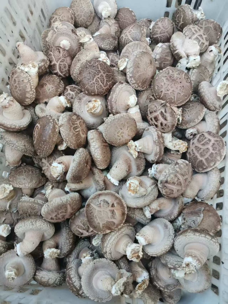 808菇腿短肉厚，菇形好，现在有货，有需要的老板联系我