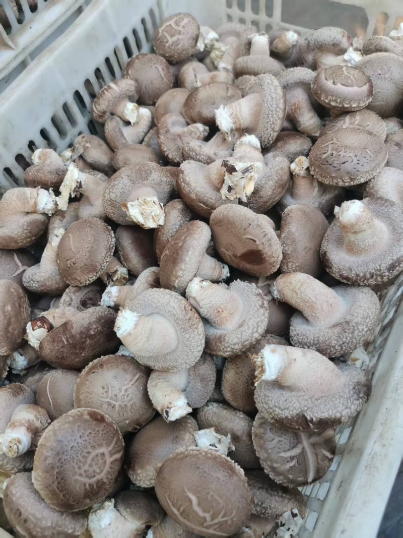808菇腿短肉厚，菇形好，现在有货，有需要的老板联系我