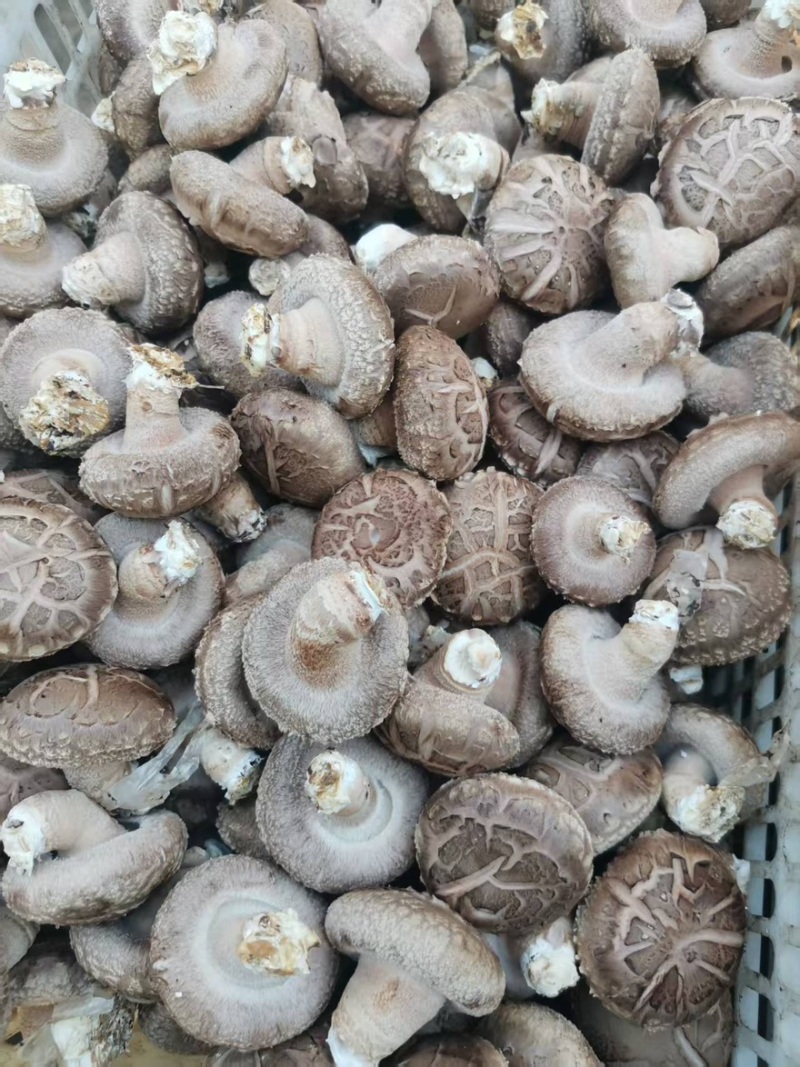 808菇腿短肉厚，菇形好，现在有货，有需要的老板联系我