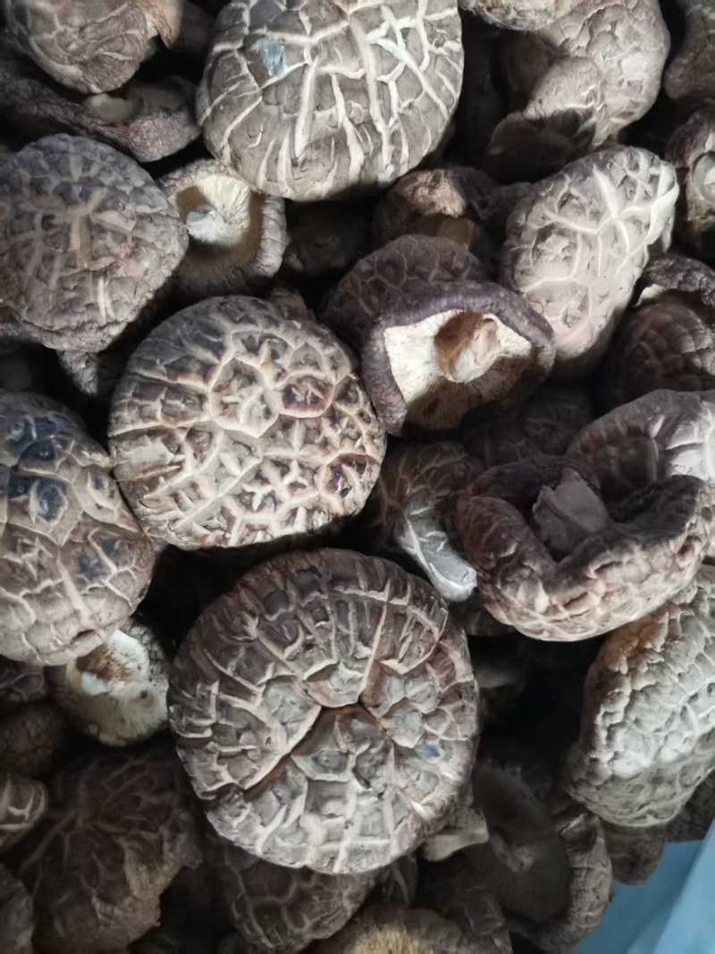 干香菇多少都卖，大客户小客户一样接待，欢迎合作共赢