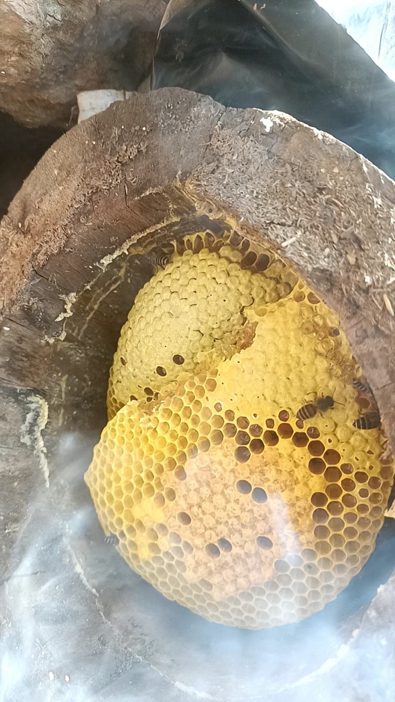 土蜂蜜正在割取，真心要的老板联系