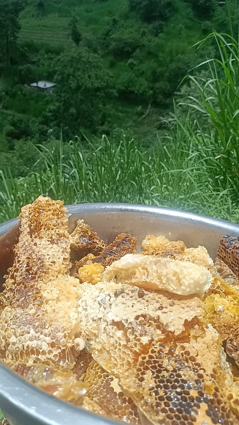 土蜂蜜正在割取，真心要的老板联系