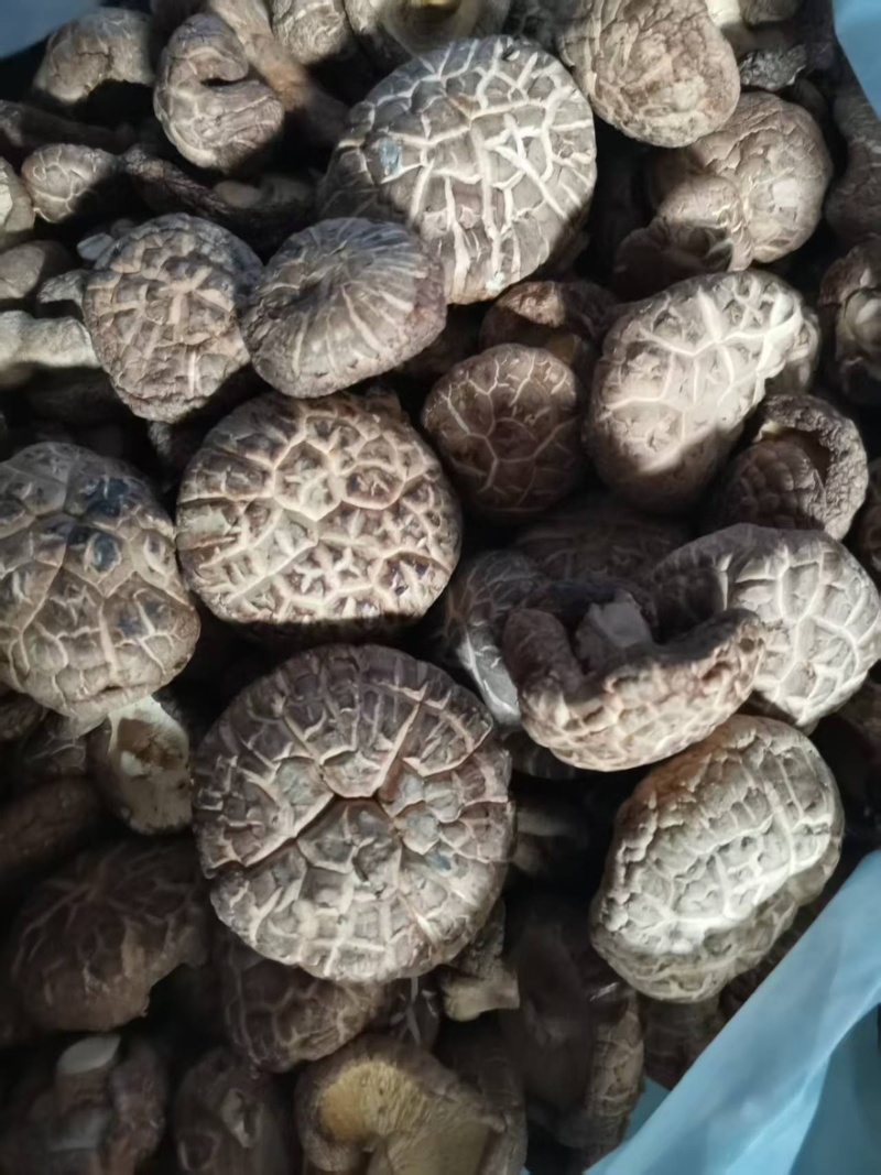干香菇多少都卖，大客户小客户一样接待，欢迎合作共赢