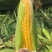 精品太阳花水果玉米一手货源全国发货量大价优欢迎随时联系