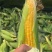 精品太阳花水果玉米一手货源全国发货量大价优欢迎随时联系