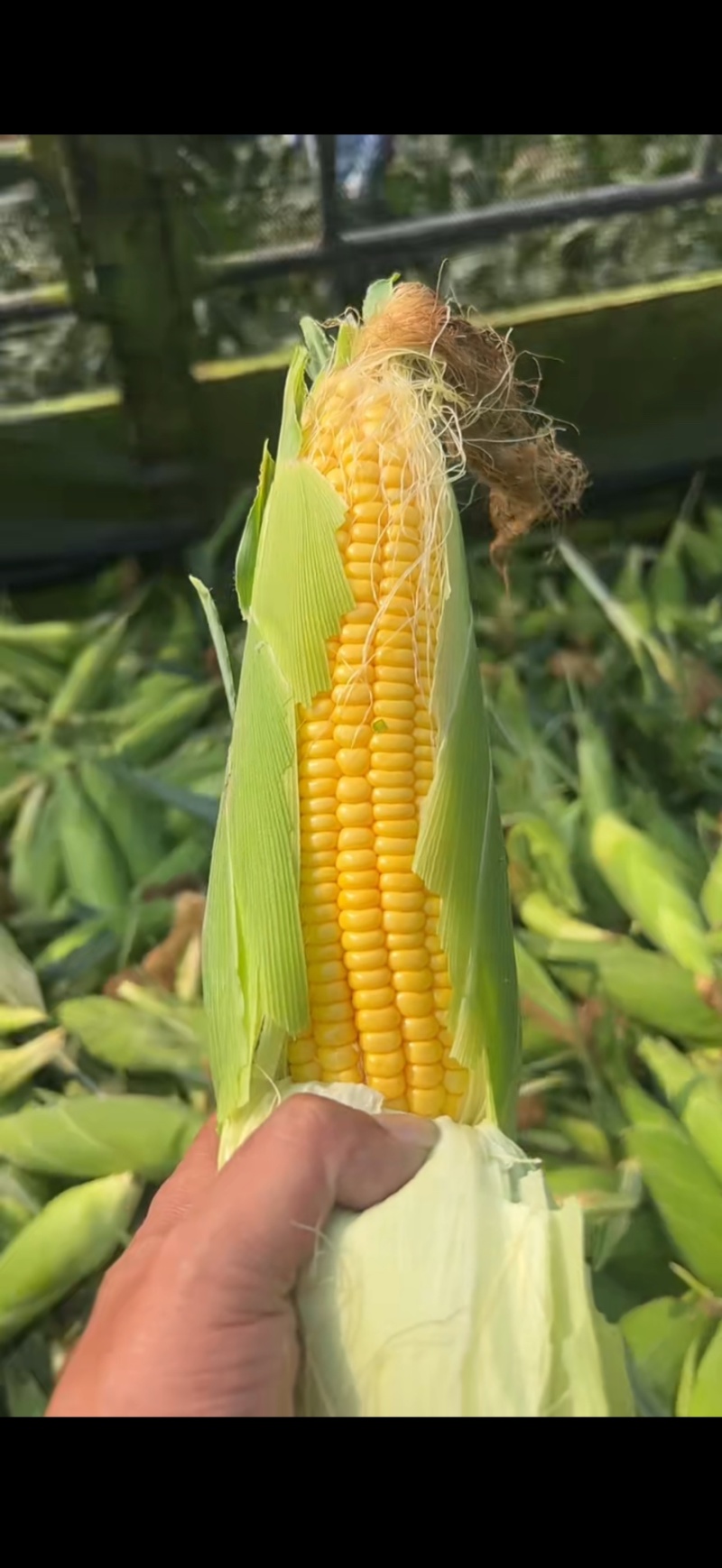 精品太阳花水果玉米一手货源全国发货量大价优欢迎随时联系