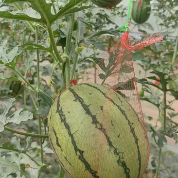 蒲城小吊瓜
