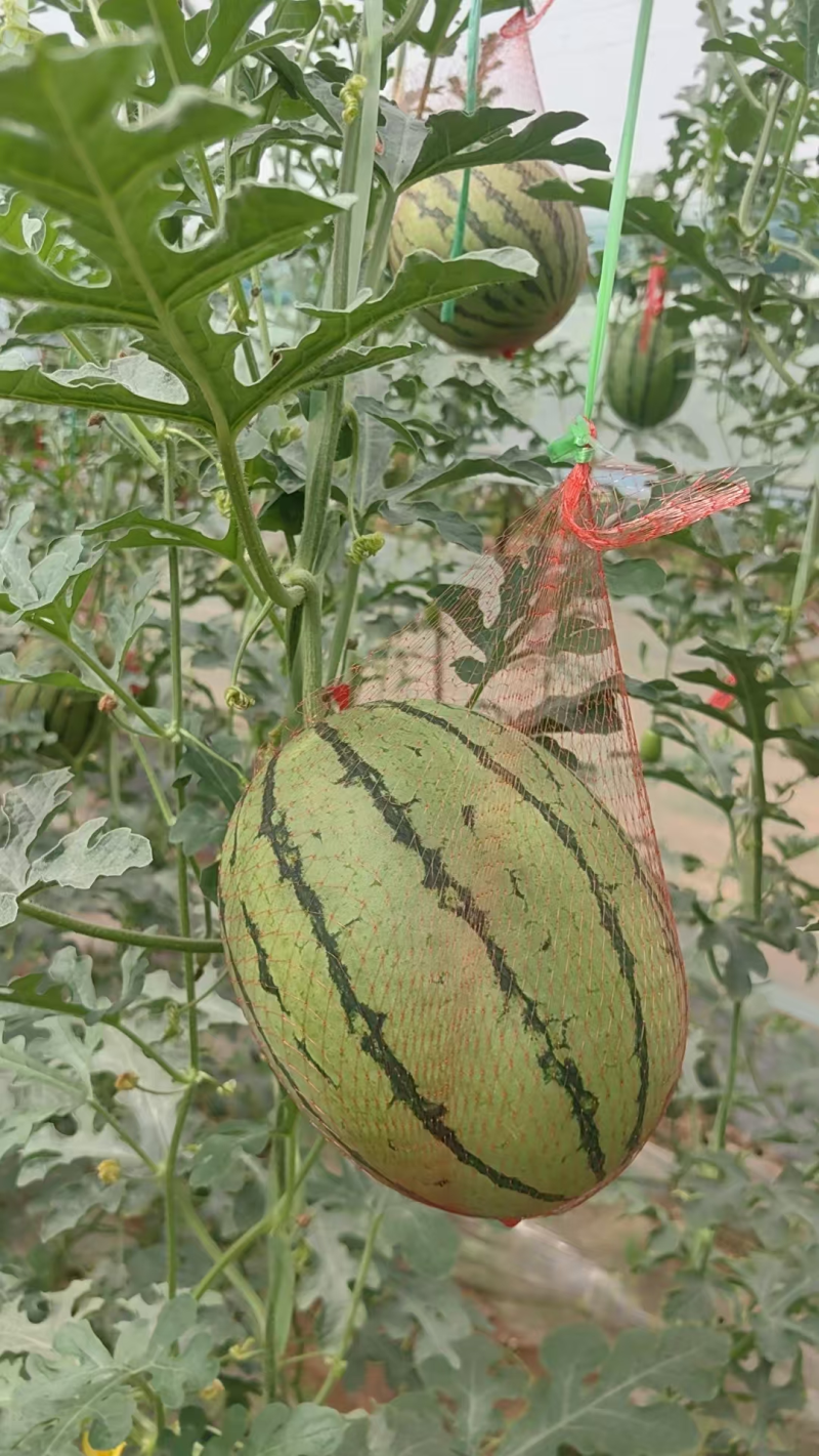 蒲城小吊瓜