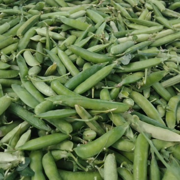 豌豆荚
