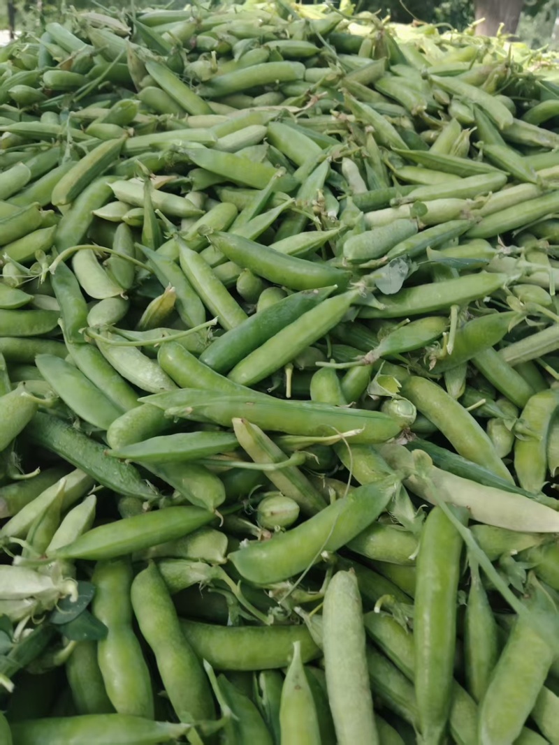 豌豆荚