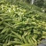 豌豆荚