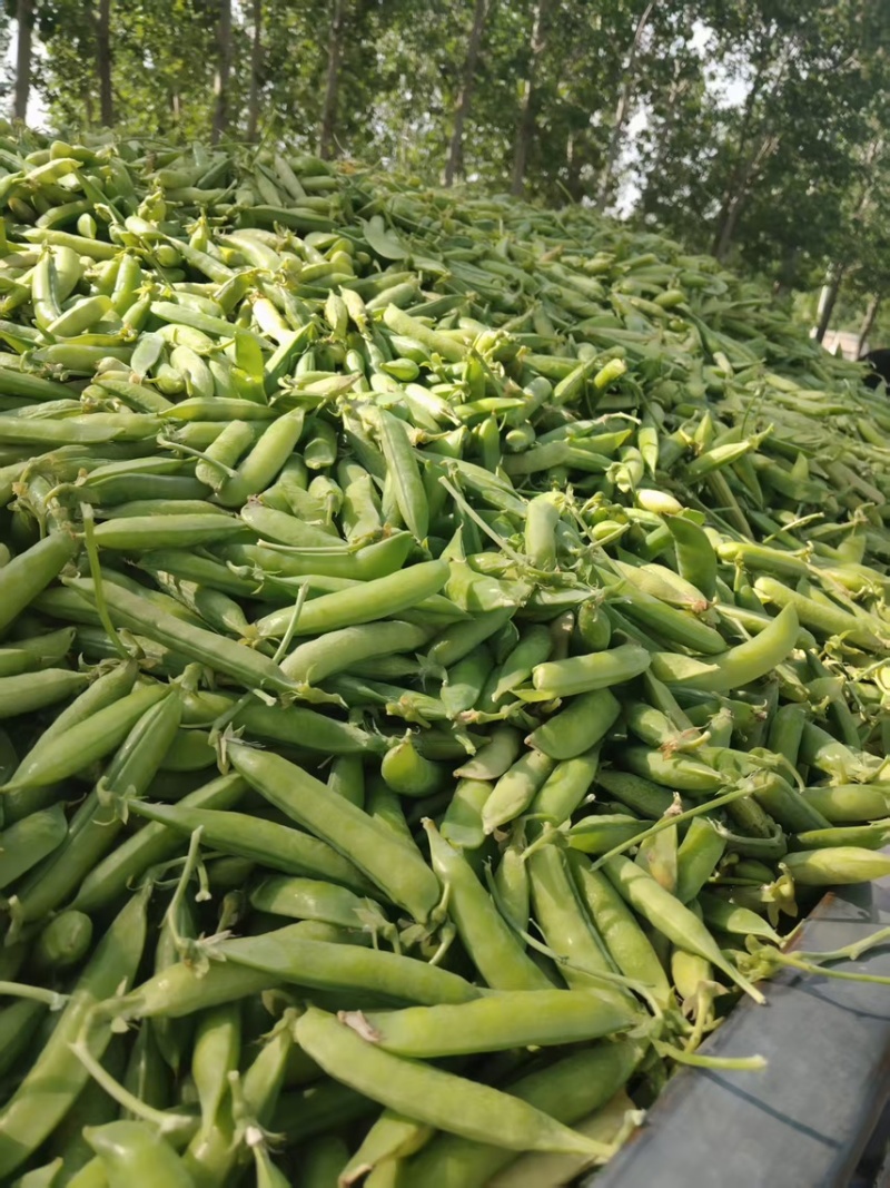 豌豆荚