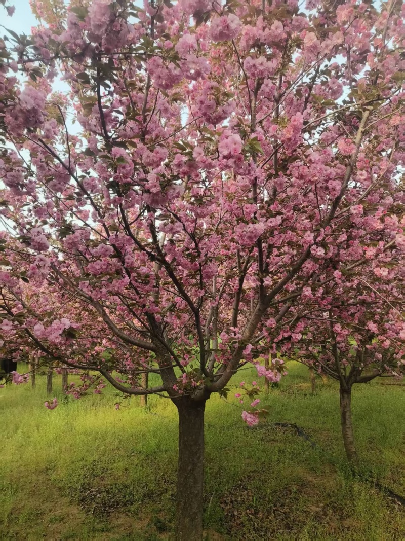 绿化苗木樱花#基地批发#适合庭院花园小区绿化带两侧