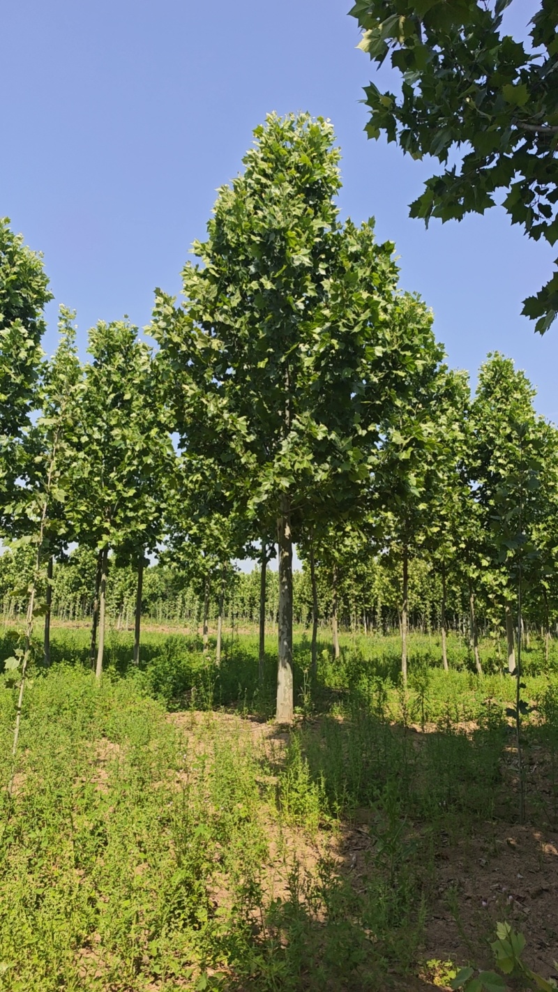跳楼价格出售大量法国梧桐树，装车快，成活率高