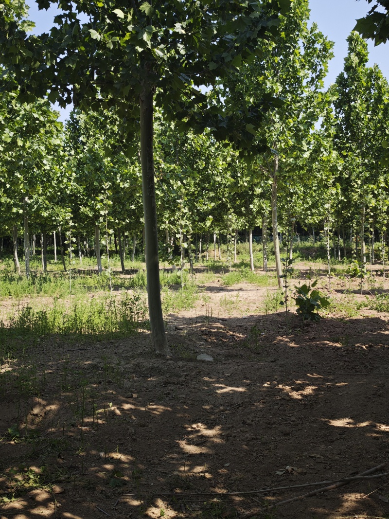 跳楼价格出售大量法国梧桐树，装车快，成活率高