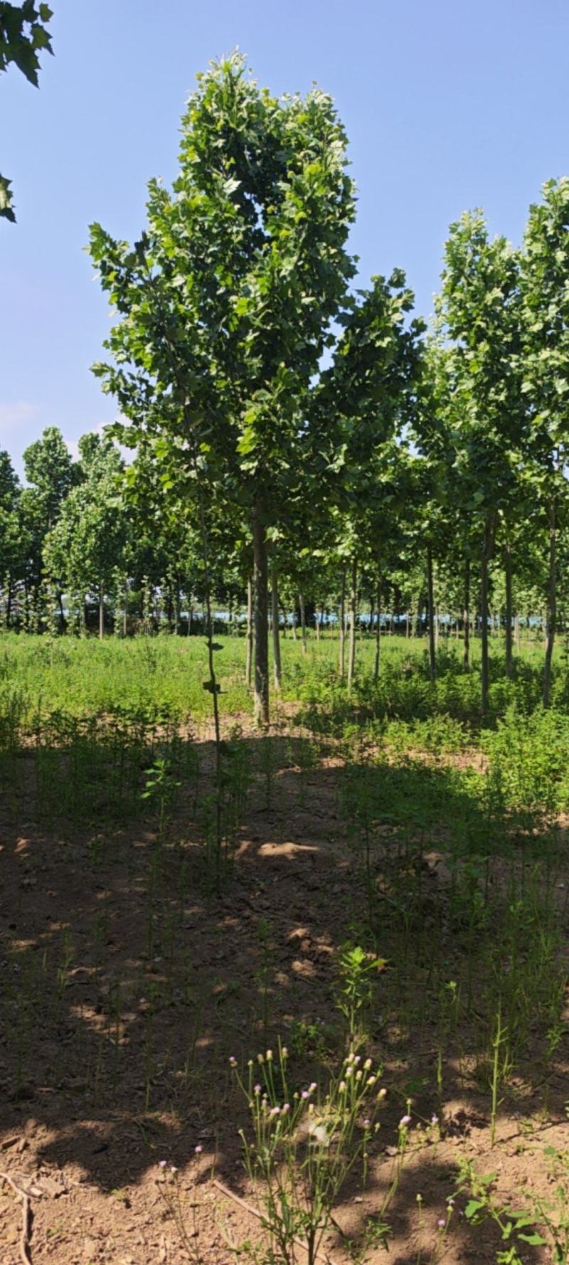 跳楼价格出售大量法国梧桐树，装车快，成活率高