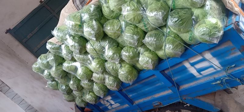 2026新季江苏精品甘蓝！现砍现发脆嫩无丝产地直供