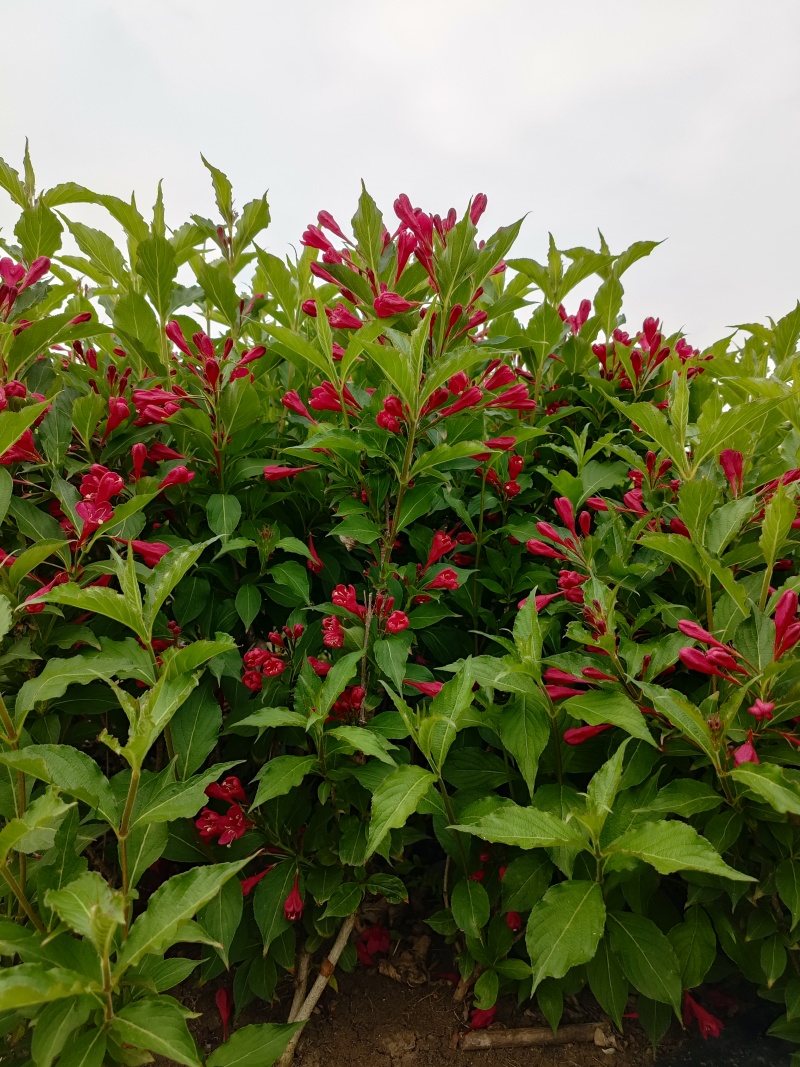 红王子锦带丛生锦带红花锦带