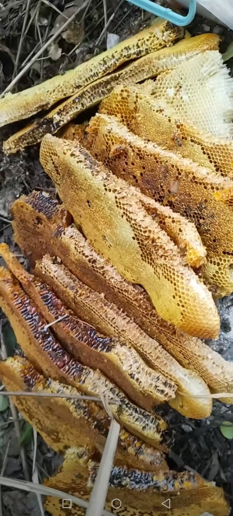 贵州深山野生土蜂蜜