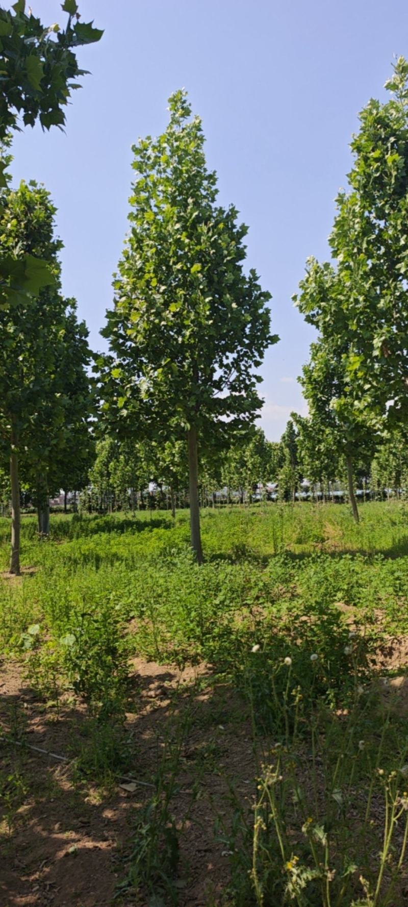 跳楼价格出售大量法国梧桐树，部分树白菜价格了