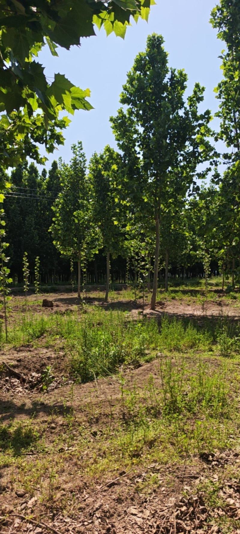 跳楼价格出售大量法国梧桐树，部分树白菜价格了