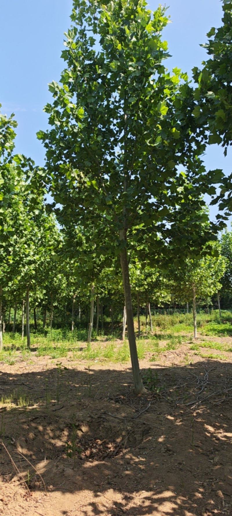 跳楼价格出售大量法国梧桐树，部分树白菜价格了