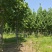 跳楼价格出售大量法国梧桐树，部分树白菜价格了