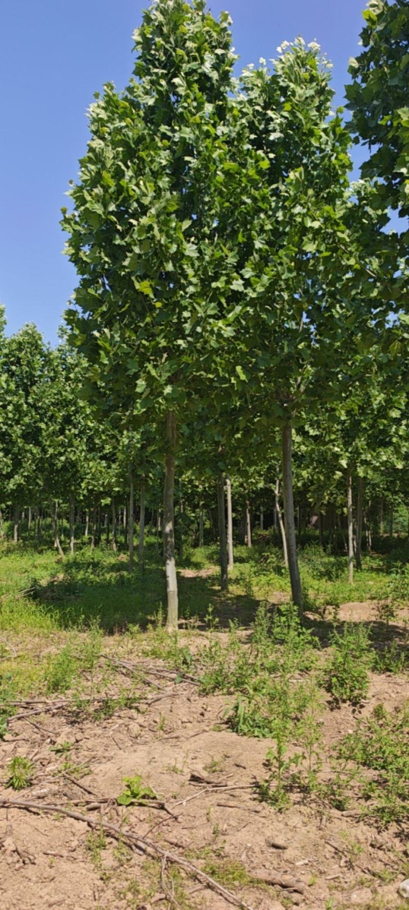 跳楼价格出售大量法国梧桐树，部分树白菜价格了