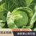 山东莘县甘蓝大量上市紧实翠绿耐放整车批发