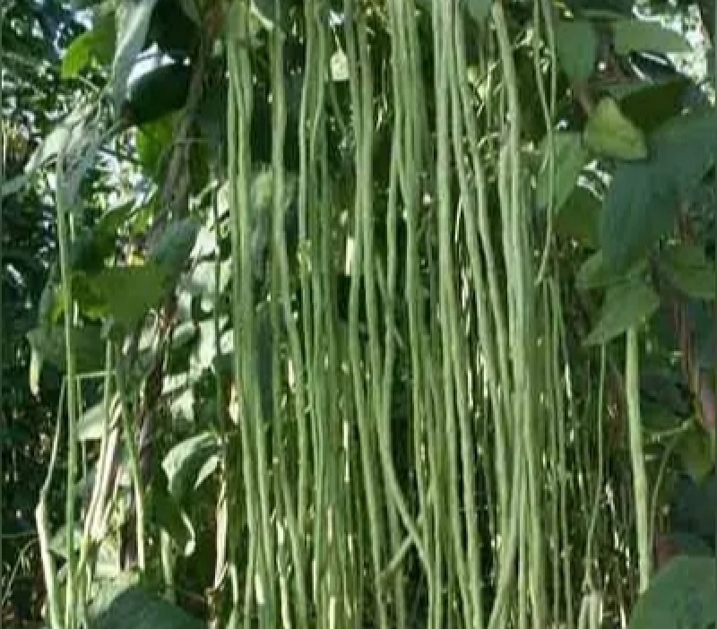 石家庄正定县南楼乡里双村长豆角豇豆种植基地长豆角大量供应