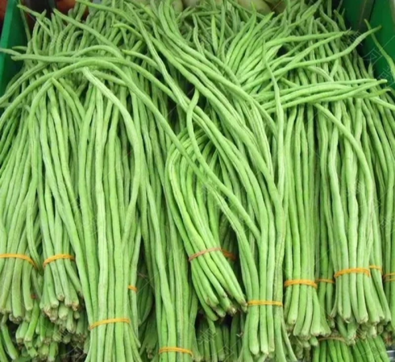 石家庄正定县南楼乡里双村长豆角豇豆种植基地长豆角大量供应
