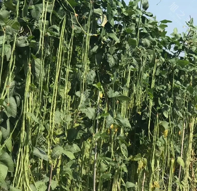 石家庄正定县南楼乡里双村长豆角豇豆种植基地长豆角大量供应