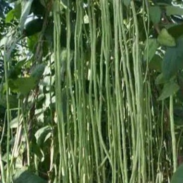 石家庄正定县南楼乡里双村长豆角豇豆种植基地长豆角大量供应