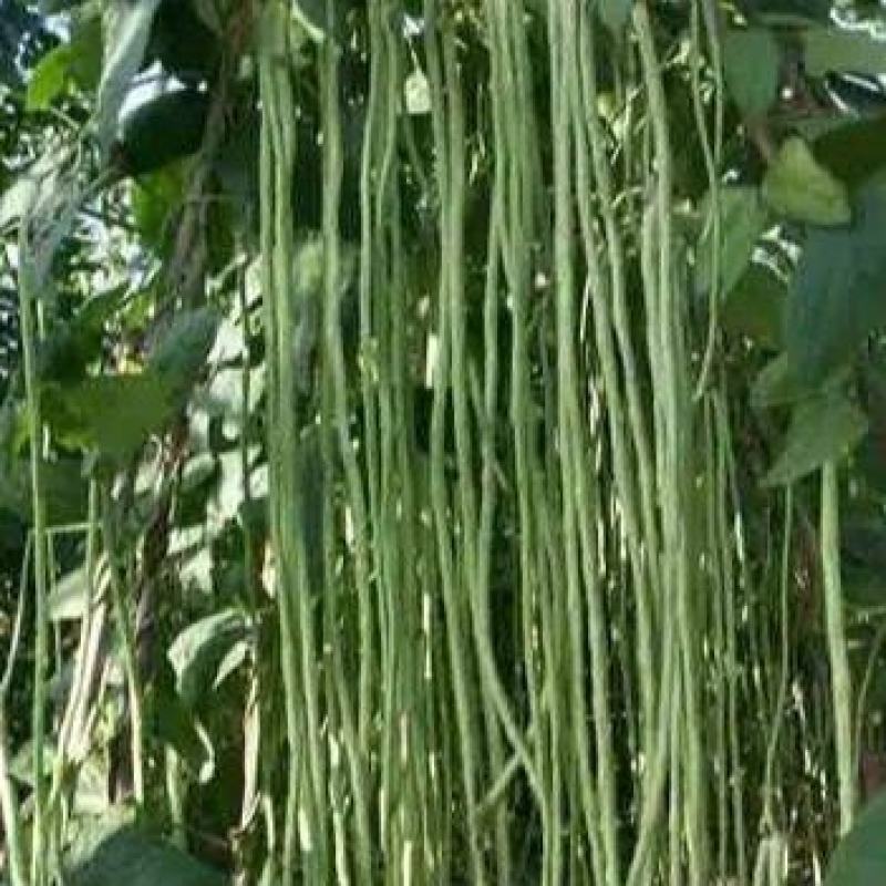 石家庄正定县南楼乡里双村长豆角豇豆种植基地长豆角大量供应