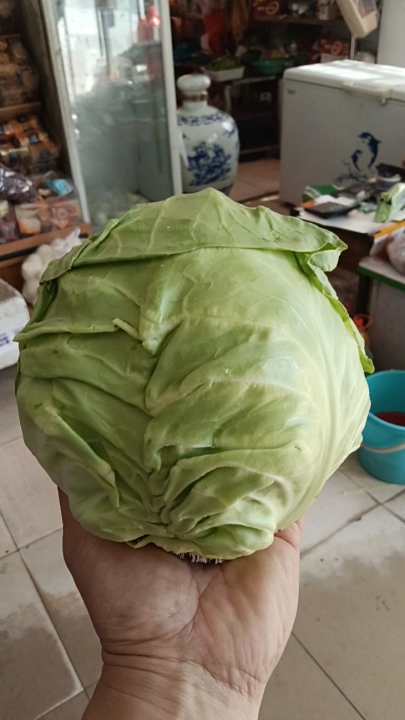 牛心甘蓝