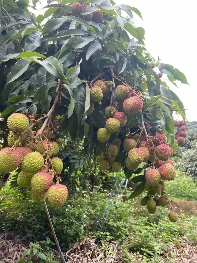 果园妃子笑接整车走