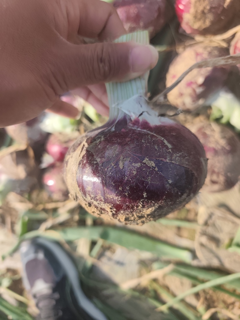 精品洋葱紫皮，大量供应视频看货基地一手货源