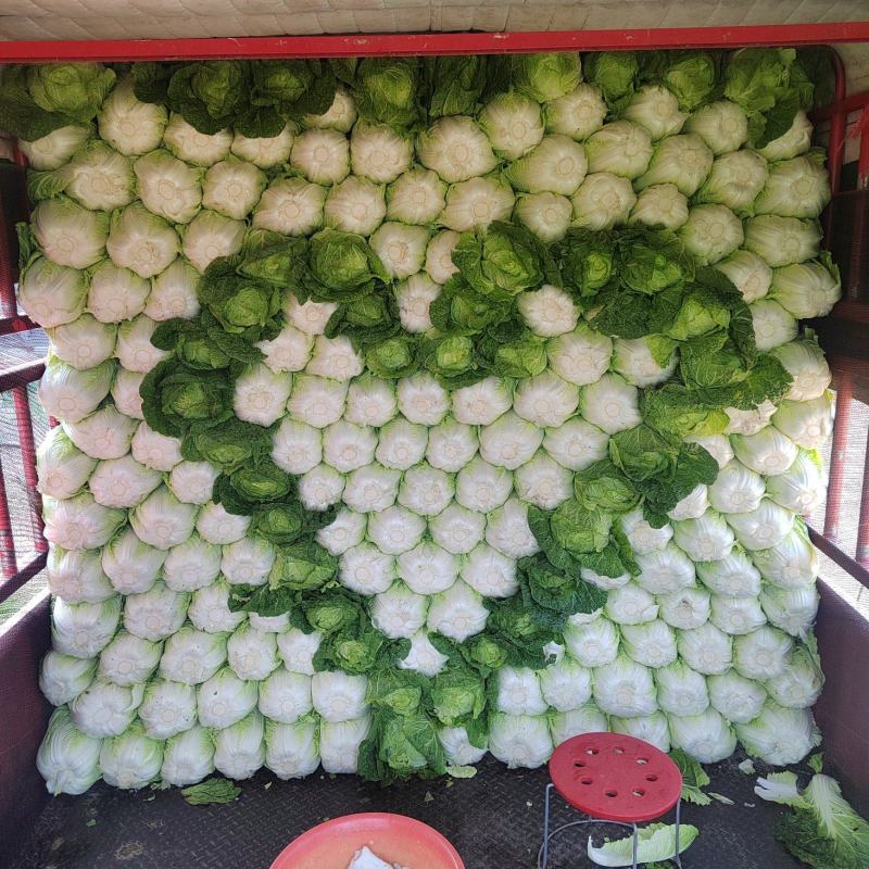 河南黄心白菜质量好，一手货源大量供应可视频看货欢迎