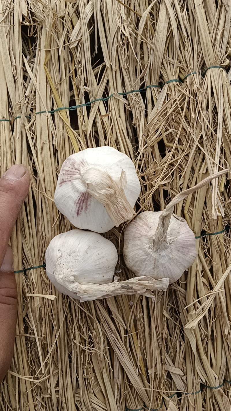 大蒜，蒜米料脱水市场电商货不限量供应有晒蒜场地