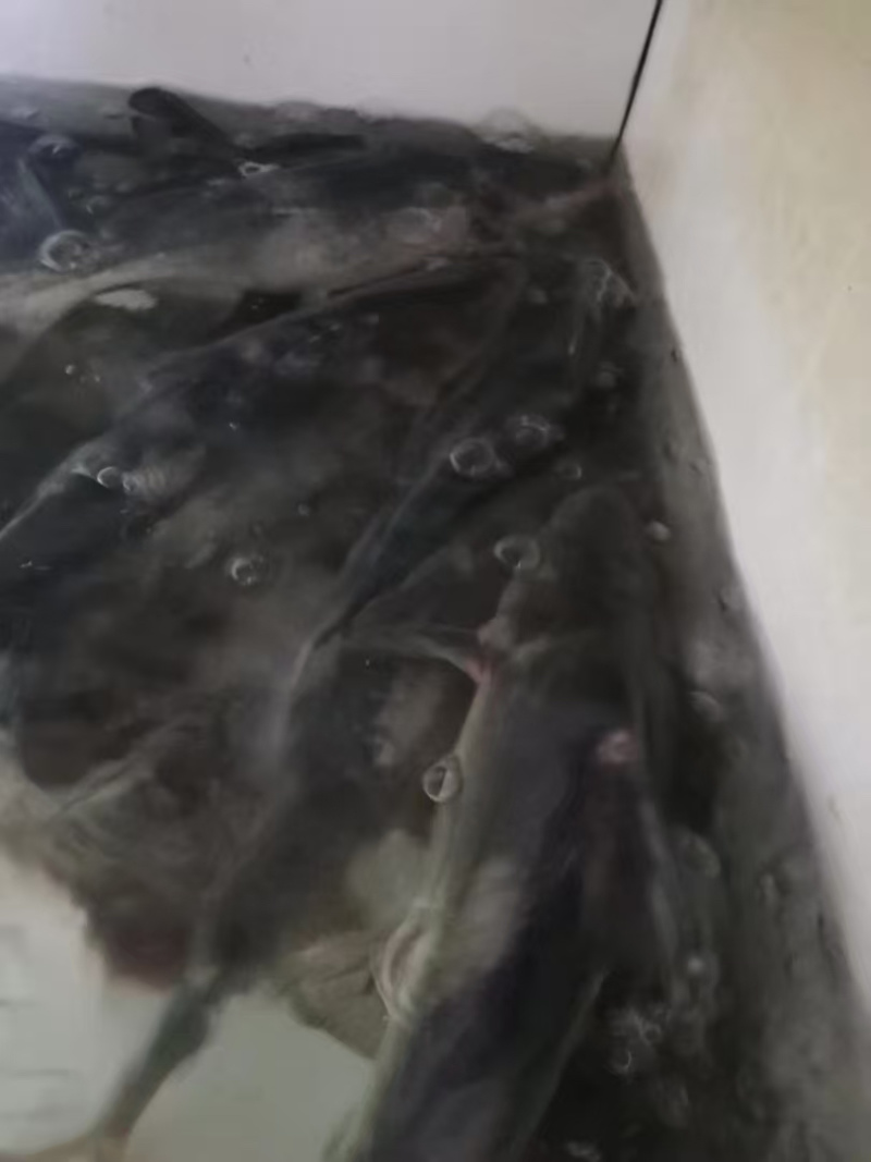 江团鱼鱼苗/产区直发/货源充足/欢迎选购