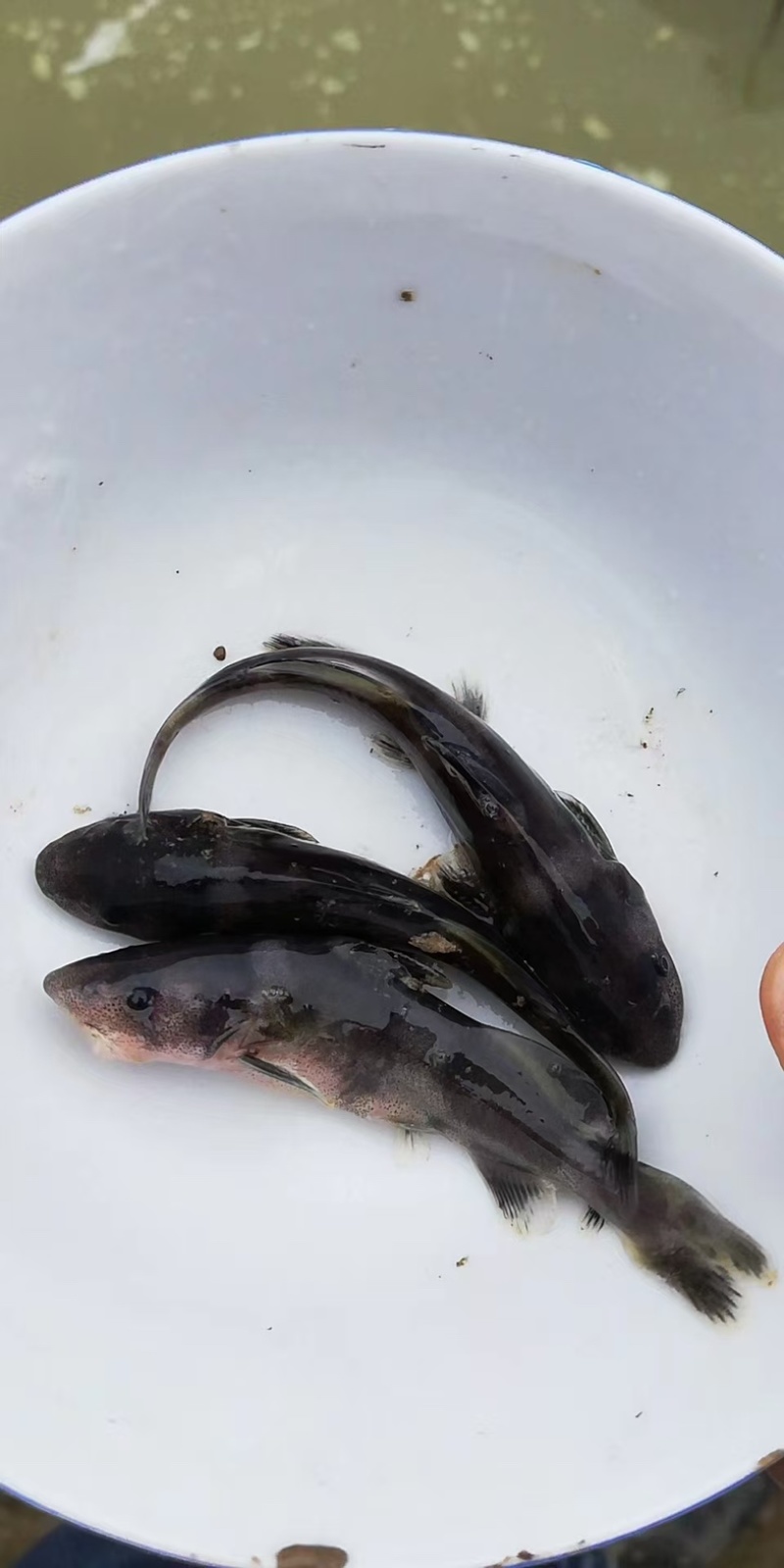 江团鱼鱼苗/产区直发/货源充足/欢迎选购