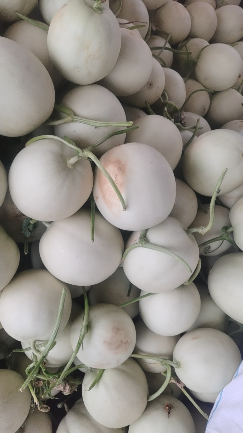 玉姑甜瓜精品头茬大量上市口感好甜度高果面干净欢迎来电