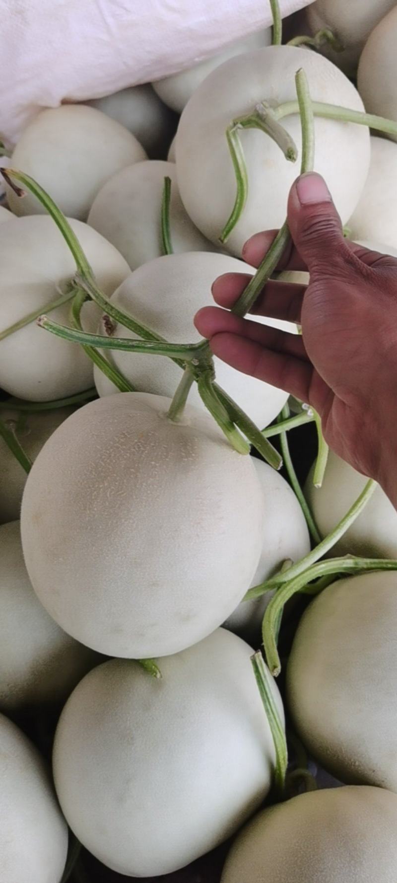 玉姑甜瓜精品头茬大量上市口感好甜度高果面干净欢迎来电