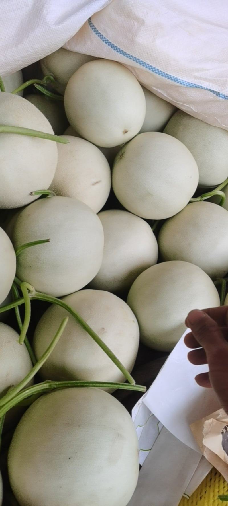 玉姑甜瓜精品头茬大量上市口感好甜度高果面干净欢迎来电
